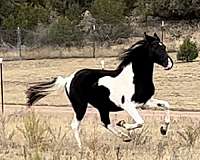 tobiano-hypp-nn-horse