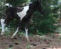 tobiano-tennessee-walking-horse-stallion
