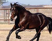 champion-dressage-friesian-horse