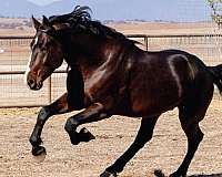 champion-dressage-hanoverian-horse