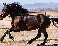 champion-dressage-oldenburg-horse