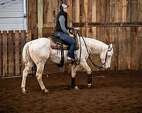 cremello-calf-roping-horse