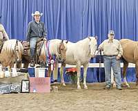 cremello-foundation-bred-horse