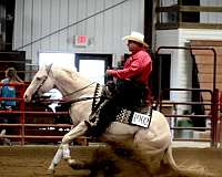 cremello-double-registered-horse