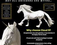 cremello-gypsy-vanner-for-sale