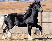black-4-socks-blaze-horse