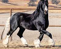 friesian-gypsy-vanner-horse