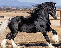 gypsian-gypsy-vanner-horse
