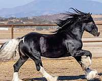gypsian-horse