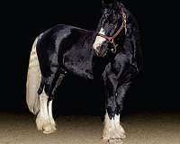 gypsy-stallion