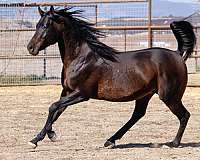 anglo-anglo-arabian-horse