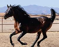 champion-anglo-arabian-horse