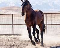 shire-warmblood-horse
