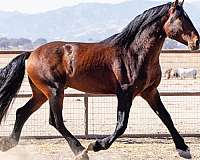big-warmblood-horse