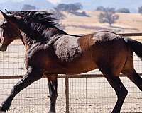 iberian-warmblood-horse