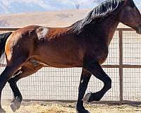 size-warmblood-horse