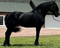 calf-roping-friesian-horse