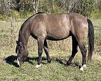 roping-friesian-horse