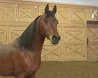 15-hand-arabian-stallion
