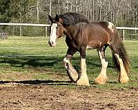 field-hunter-clydesdale-horse
