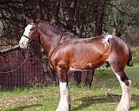 bay-white-stockings-horse