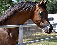 and-small-whites-on-3-legs-horse