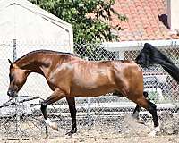 bay-small-whites-on-3-legs-horse