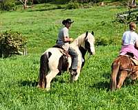 gypsy-vanner-stallion