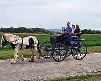 gypsy-vanner-horse-for-sale