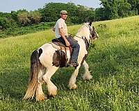 gypsy-vanner-horse