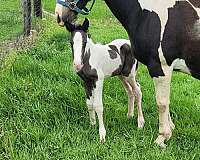 gypsy-vanner