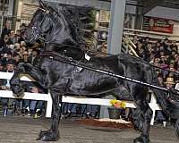 black-fsha-stallion