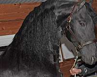 fsha-friesian-stallion