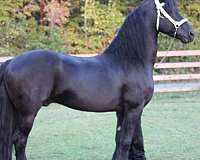 flashy-friesian-horse