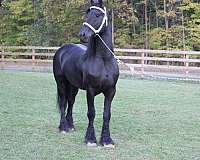 pedigree-friesian-horse