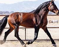 breeding-warmblood-horse