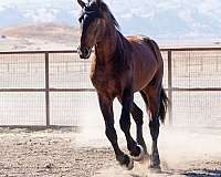 dark-bay-warmblood-horse