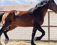 family-horse-warmblood