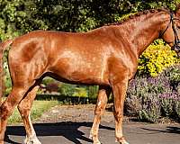 chestnut-eventing-horse