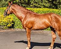 chestnut-field-hunter-horse