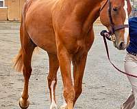 chestnut-field-trial-horse