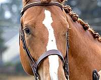 chestnut-fox-hunter-horse