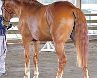 chestnut-jumper-horse