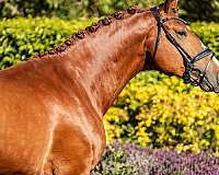 chestnut-hunter-horse