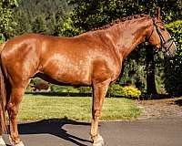 chestnut-trailing-sock-horse