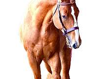 chestnut-performance-horse