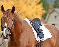 chestnut-hunter-jumper-horse