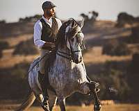 grey-hunter-horse