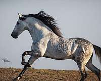 trick-andalusian-horse