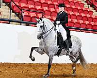 english-pleasure-andalusian-horse